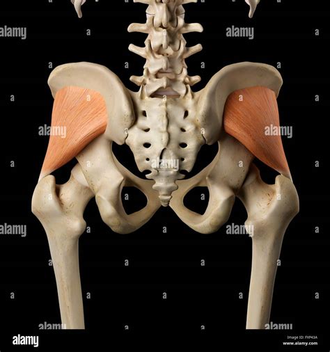 Human muscles of the pelvis, computer illustration Stock Photo - Alamy