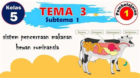 Kunci Jawaban Tema 3 Kelas 5 Hal 8 11 Subtema 1 Pembelajaran 1 Bagaimana Tubuh Mengolah Makanan