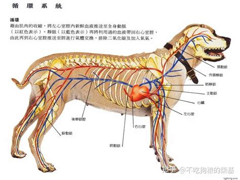 爱宠小百科——狗的解剖图 知乎