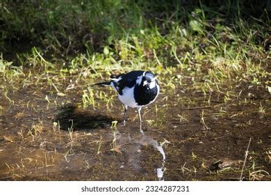 Pee Wee Bird Photos Images Pictures Shutterstock