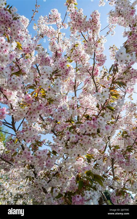 Flowering Cherry Tree Prunus Shizuka Stock Photo Alamy