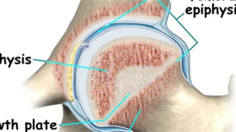 Epiphyseal Plates Close