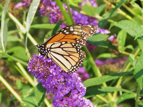 Plant That Attracts Butterflies Markanthonystudios Net