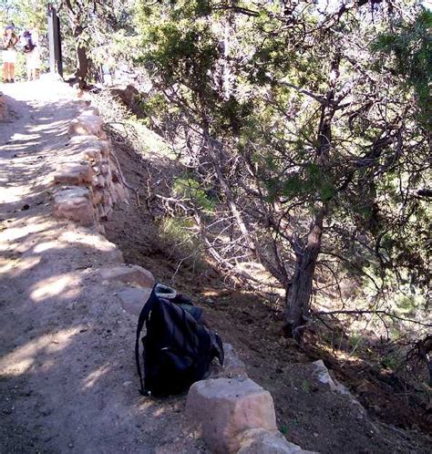 Plant Species Of The Bright Angel Trail Utah Juniper Juniperus