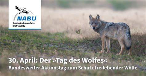 Landesfachausschuss Wolf In Nrw Nabu April Der Tag Des Wolfes