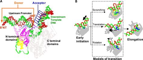 Transcription Initiation Rna