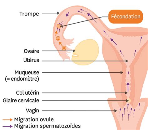 Où a lieu de la fécondation Lelivrescolaire fr