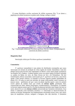 Intox Samambaia Pdf