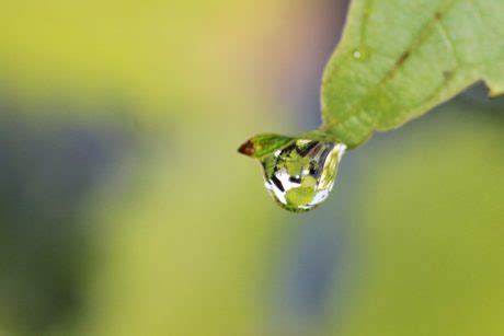 Kostenlose Bild Regen Garten grünes Blatt Natur Nass Tau