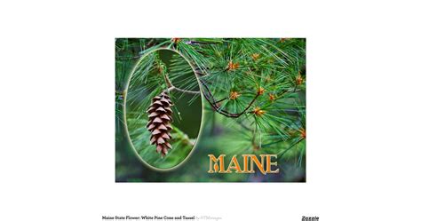 maine_state_flower_white_pine_cone_and_tassel_postcard ...