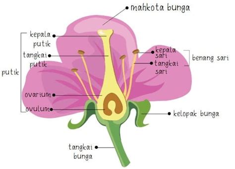 Perkembangbiakan Generatif Tumbuhan