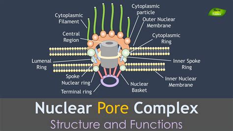 Nuclear Pore Complex Animation