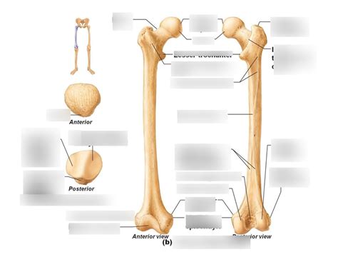 Appendicular Skeleton Diagram | Quizlet