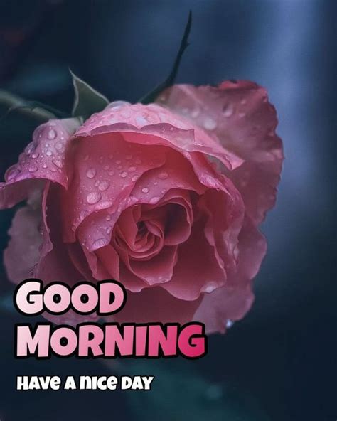 1m Latest Good Morning Rose Flower Images 2023 Good Morning Rose Flower