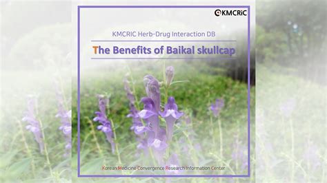 [kmcric Herb Drug Interaction Db] The Benefits Of Baikal Skullcap Youtube