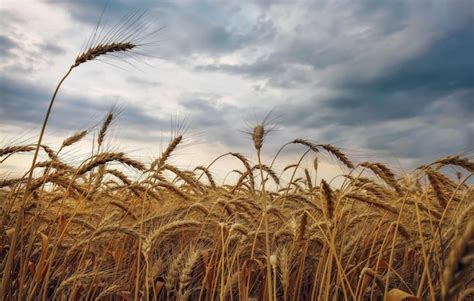 O trigo é o ouro dos campos Espigas maduras de trigo Trigo sobe de