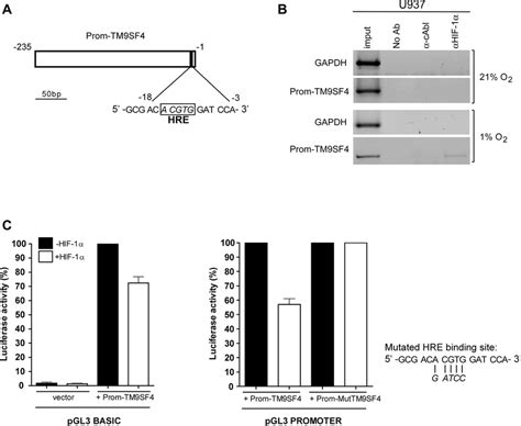 In Hypoxia Tm9sf4 Is A Direct Target Gene Of Hif 1α In Leukemic Download Scientific Diagram