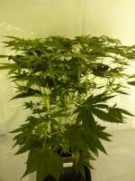 Shiva Skunk Sensi Seeds Galerie Des Vari T S