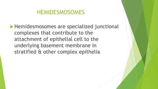 Desmosomes & hemidesmosomes | PPT