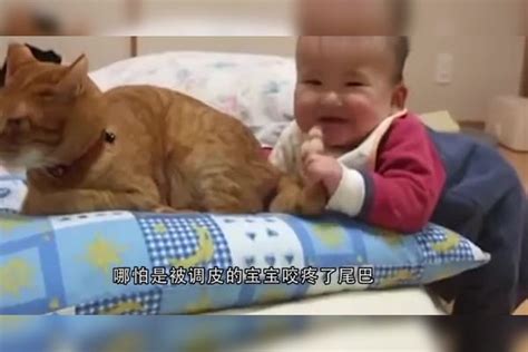 自从小主人出生后，猫咪真是操碎了心，看完你还想养猫吗？猫咪养猫