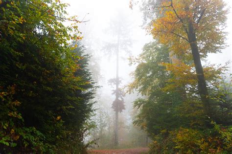 Des Arbres Brouillard Tombe Photo Gratuite Sur Pixabay Pixabay