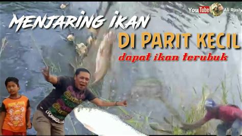 Menjaring Ikan Di Parit Kecil Dapat Ikan Terubuk Youtube