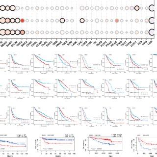 Rac3 Expression Levels In Normal Human Tissues A Overview Of The