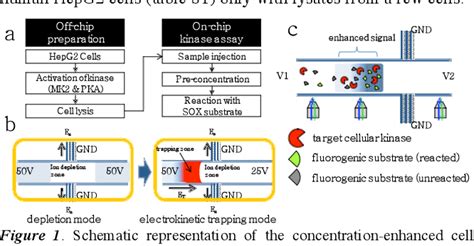 Figure 1 From Microfluidic Concentration Enhanced Cellular Kinase