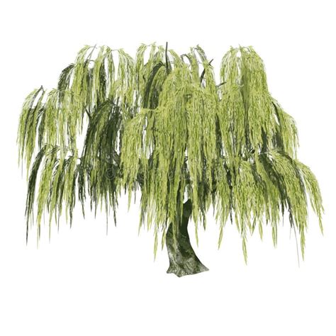 Front View Of Plant Salix Babylonica Weeping Willow Tree Illustration