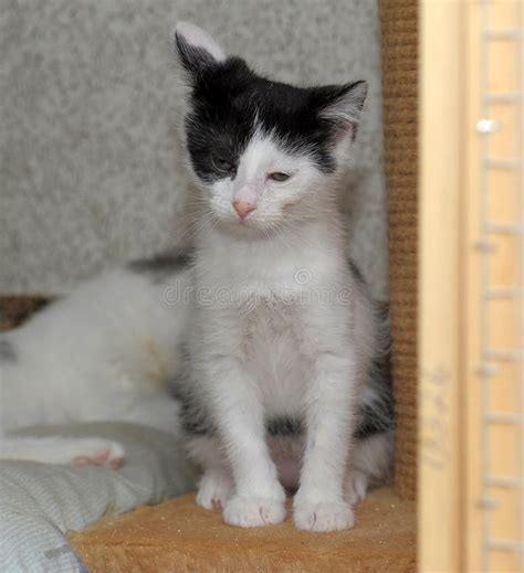 Le Chaton Blanc Avec Des Taches Noires Pelucheux Dans Des Mains Image