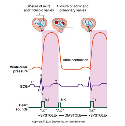 Cardiovascular System VI Diagram Quizlet