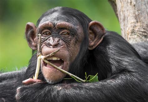 Premium Photo Close Up Of Monkey Eating