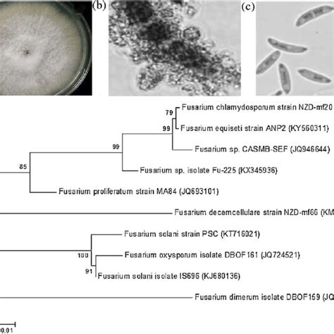 A Colony Morphology On Pda Plate B Microscopic Views Of Spore