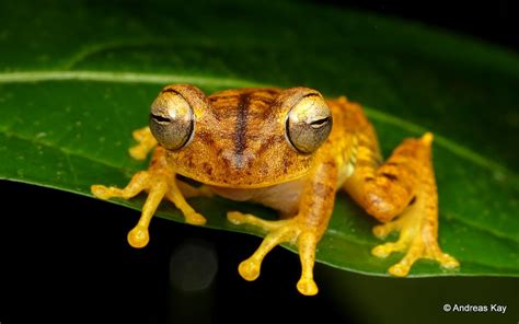 Almendariz S Treefrog Hypsiboas Almendarizae From Ecuador Flickr