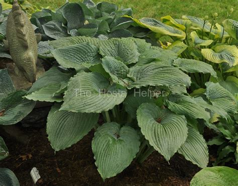 P00 Hosta Queen Of The Seas From The Hosta Helper Presented By