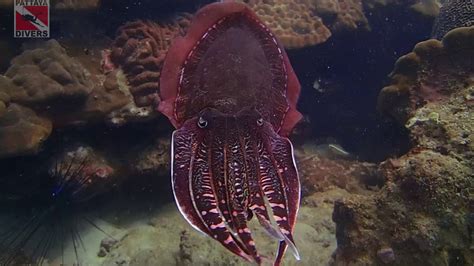 Каракатица выпускает чернила | Cuttlefish releasing its sepia | Diving ...
