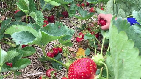 Strawberry Picking Organic Fruit Picking Stawberry Plants How To