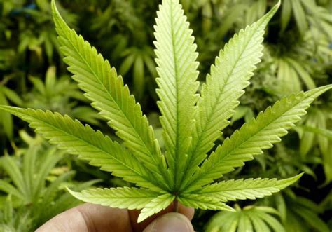 Brasil Maconha é reconhecida como planta medicinal pela Anvisa