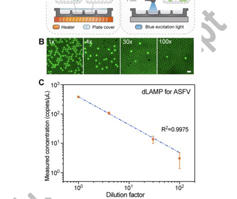 Digital Loop Mediated Isothermal Amplification DLAMP Detection Of The