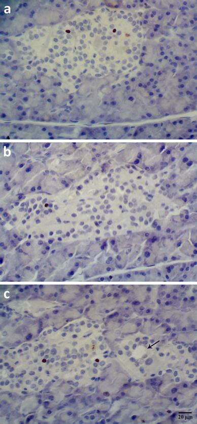 Representative Photomicrographs Of The Pancreas In All Groups Download Scientific Diagram