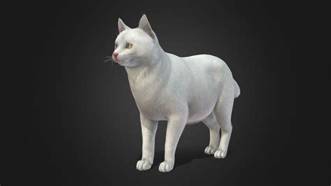 Cat Fat Buy Royalty Free 3d Model By Reddeer Billl90 Cbb4560