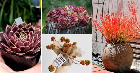 16 Best Red Succulents | Succulents with Red Tips | Balcony Garden Web