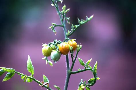 Planta De Tomate Org Nico Crescendo Em Estufa Bando Fresco De Tomates