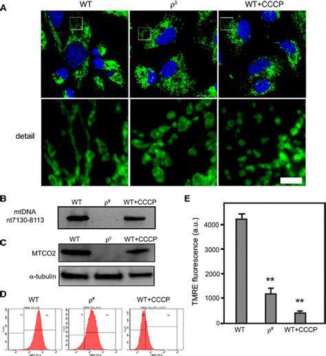 Mitochondrial Morphology And Bioenergetics In Human B Osteosarcoma