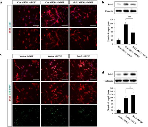 Effect Of Bcl Gene Modulation During Neuronal Differentiation In