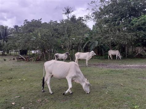 Fazenda Venda Em Zona Rural Salvaterra Im Vel Guide