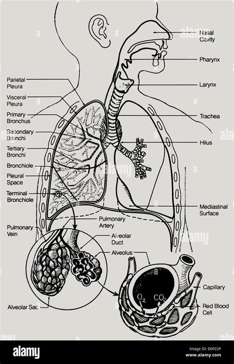 A Detailed Line Drawing Of The Human Respiratory System Including Stock