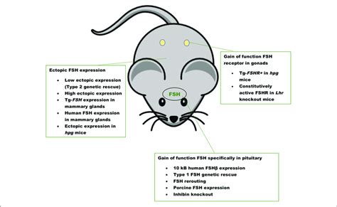 Gain Of Function Mouse Models For Fsh Ligand And Fsh Receptor A