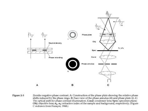 Phase Contrast Microscopy Ppt