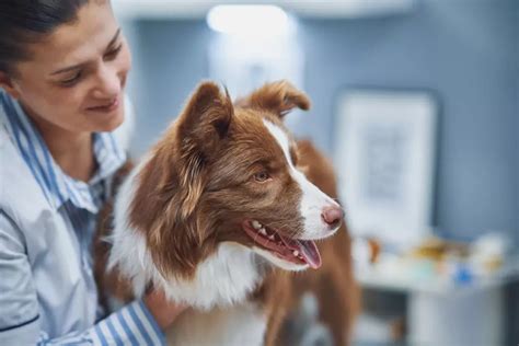 The Essential Guide To Regular Vet Visits For Dogs And Cats